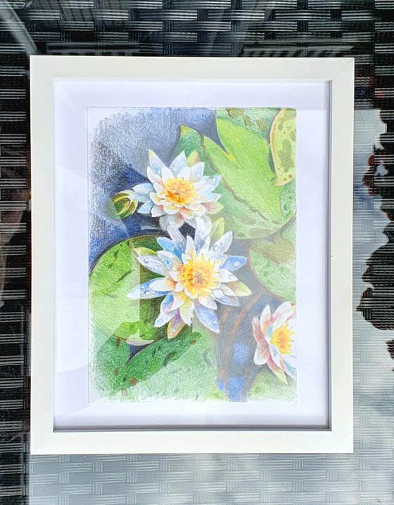 Waterlilies