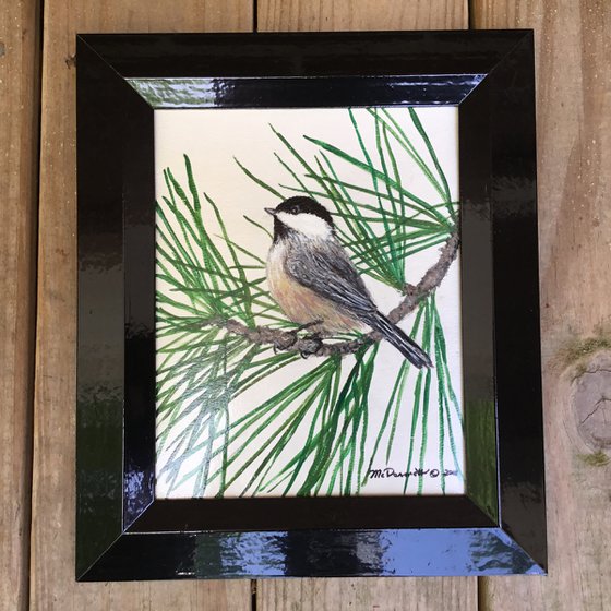 WHITE PINE CHICKADEE 10X8 Acrylic (SOLD)