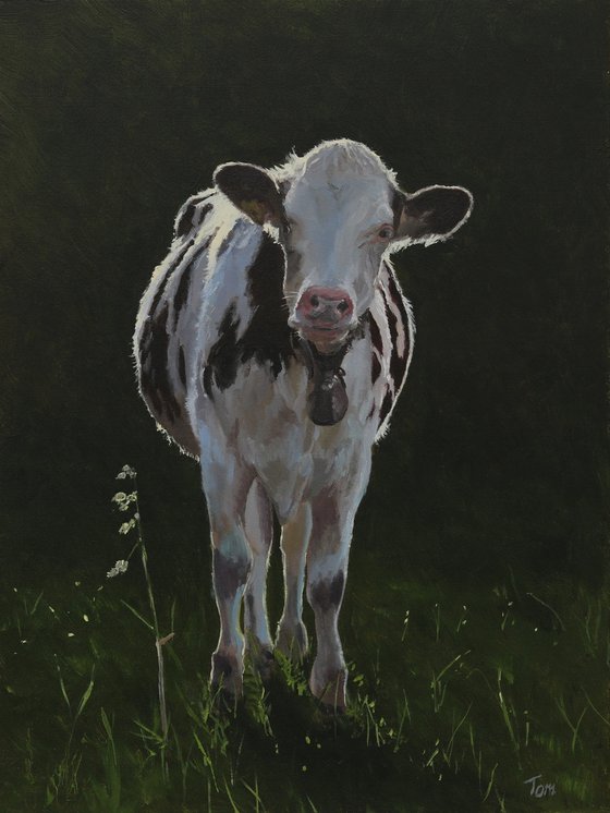 Swiss Holstein Cow