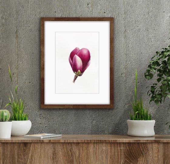 Magnolia blossom. A flower bud. Original watercolor artwork.