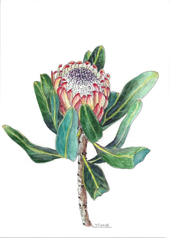 Protea