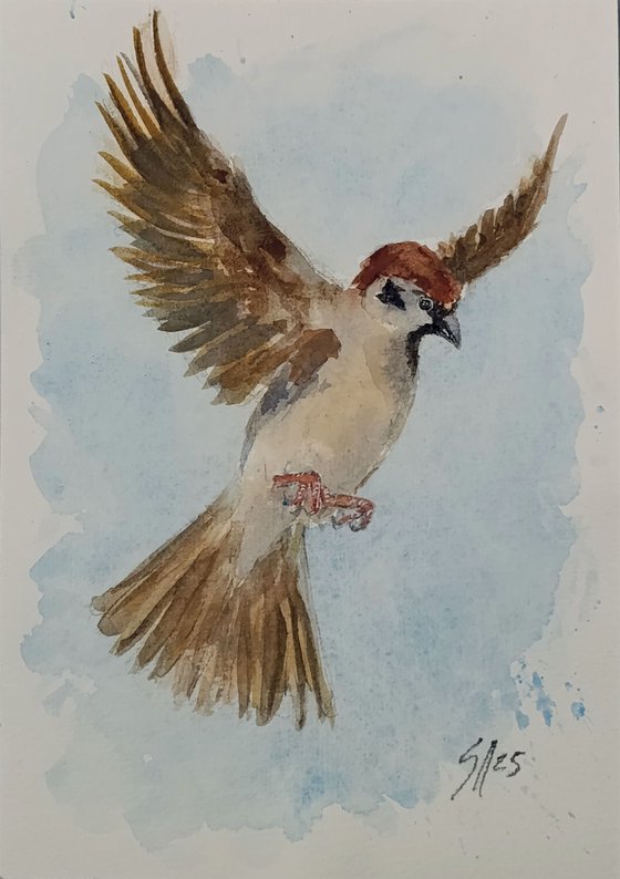 Sparrow VI