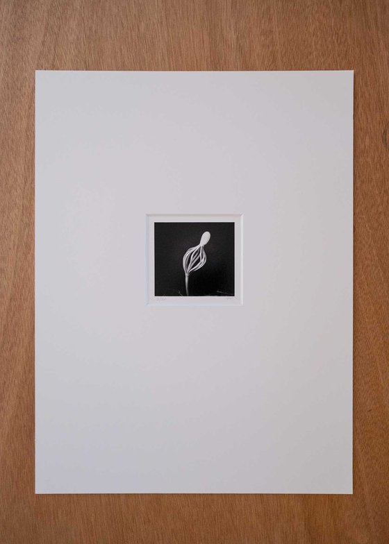 Pinus | Handmade Print