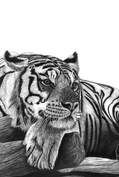 Resting Tiger by Paul Stowe