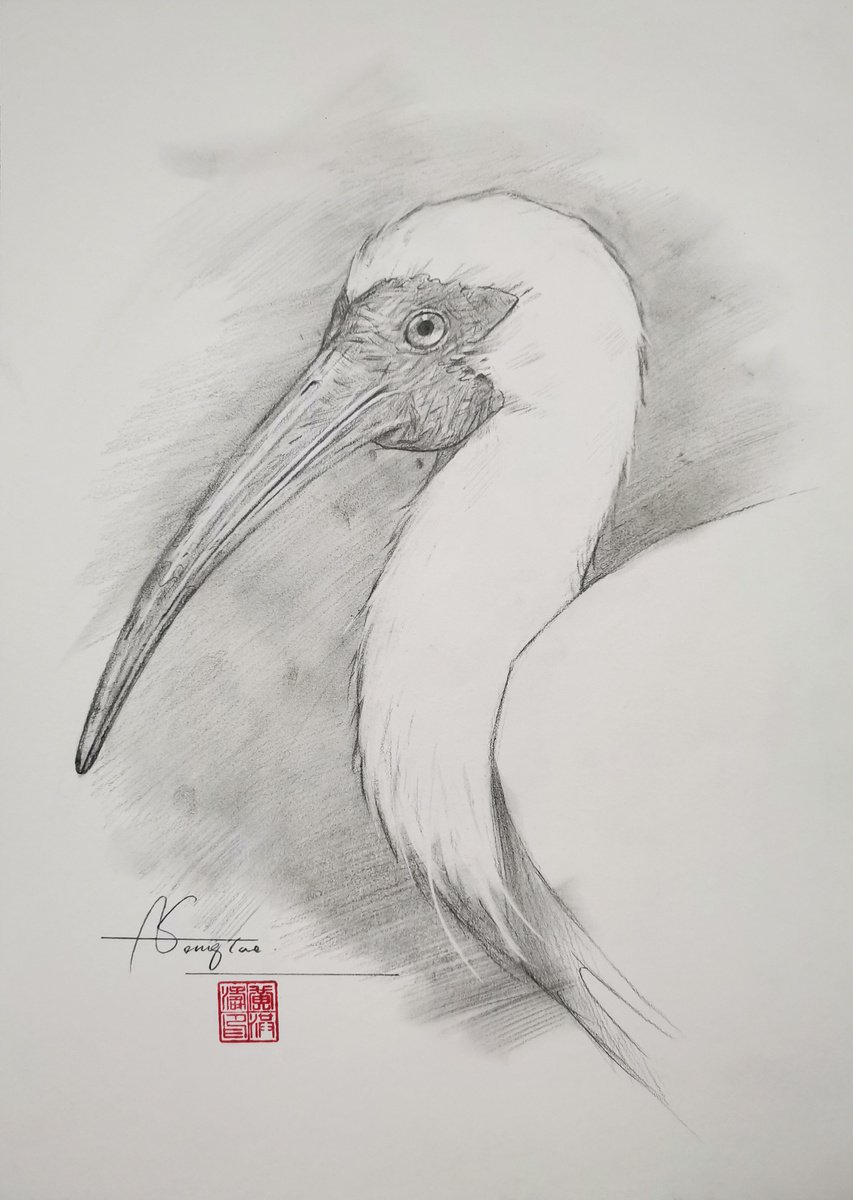 Drawing- Crested Ibis #20902 by Hongtao Huang