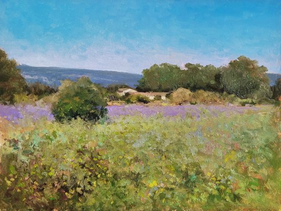 Lavender in Drôme Provençale