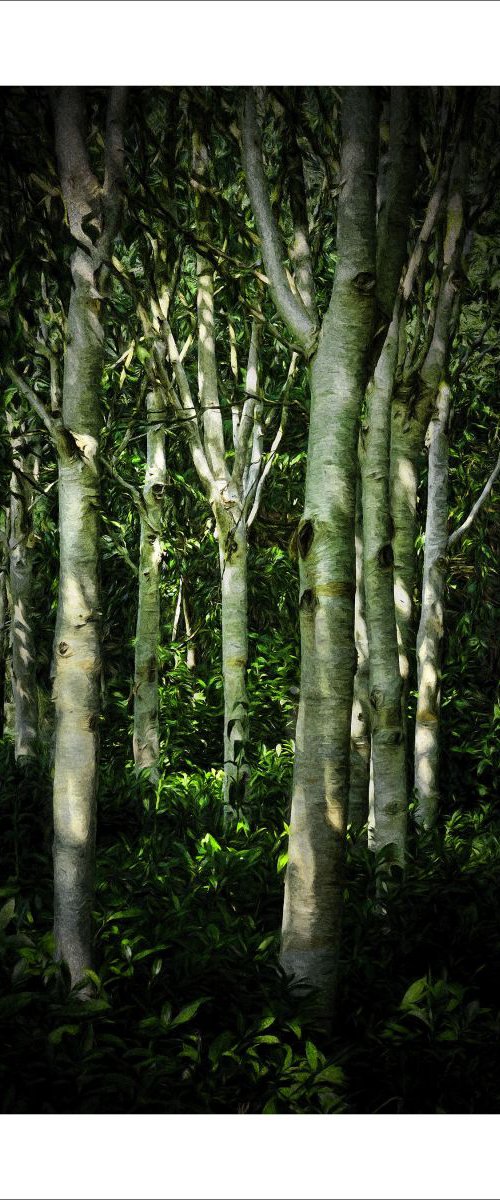 Silver Birch trees by Martin  Fry