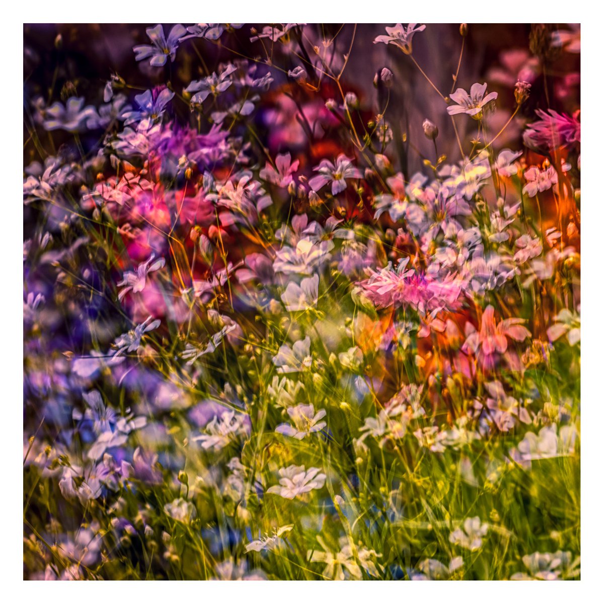 Summer Meadows #8. Limited Edition 1/25 12x12 inch Abstract Photographic Print. by Graham Briggs