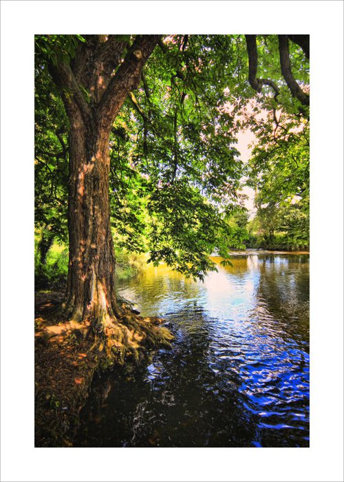 River and Tree by Martin  Fry