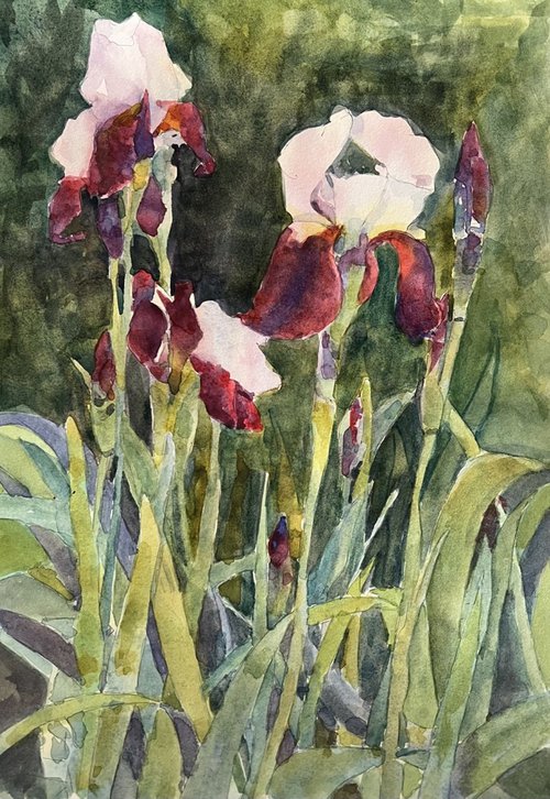 Iris by Bronwen Jones