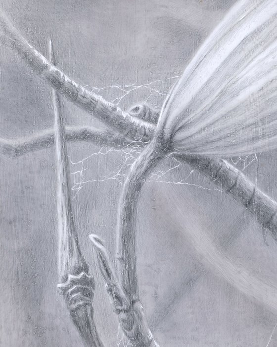 Spiderweb:Tulip Tree Gesture