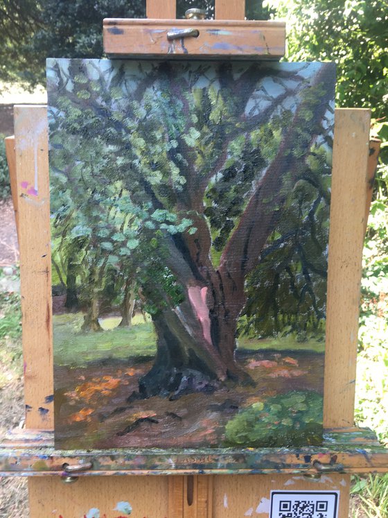 Ancient tree in the park