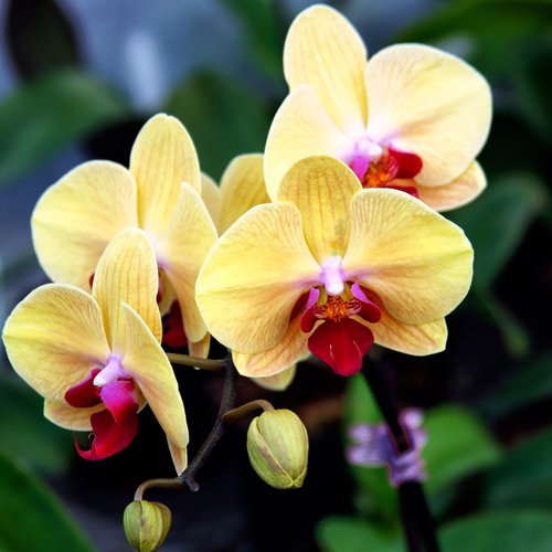 HAPPINESS ORCHIDS Landers CA by William Dey