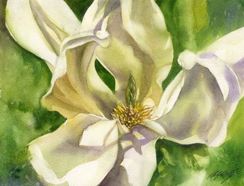 yellow magnolia by Alfred  Ng