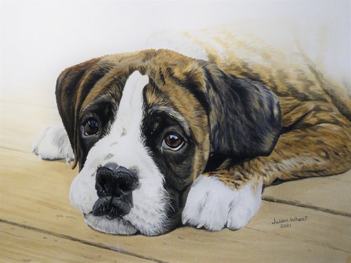 Boxer dog #2 by Julian Wheat