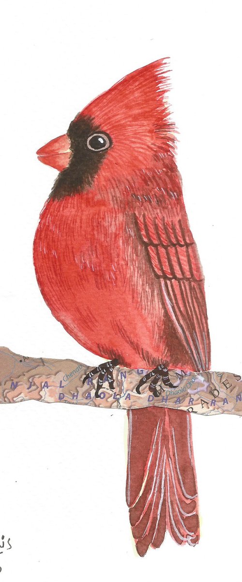 Red Cardinal Bird by Ketki Fadnis