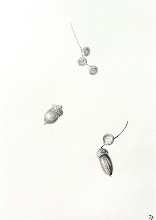 Acorns by Tetiana Kovalova