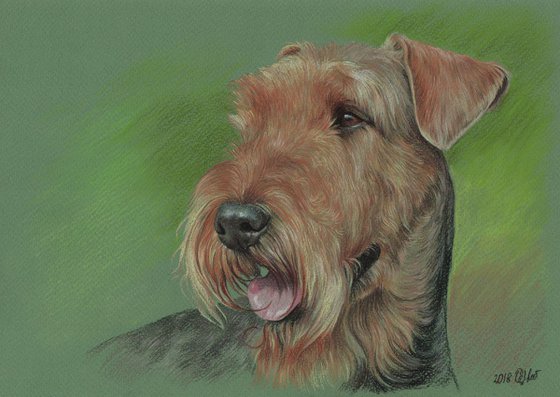 Pastel portrait of airedale terrier