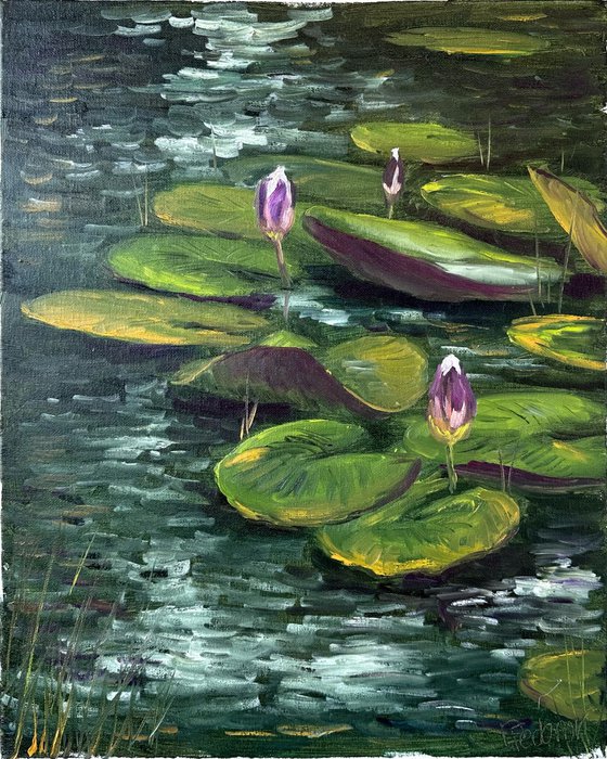 Water Lily Buds