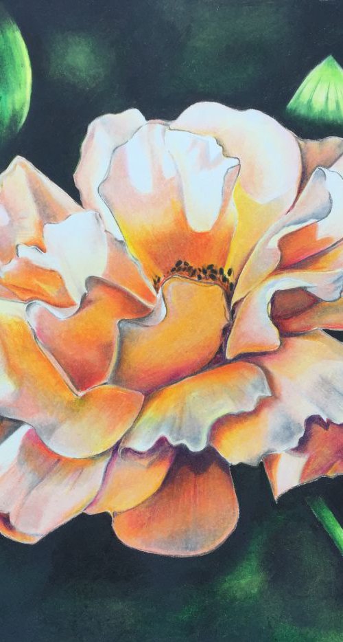 Peach rose by Karen Elaine  Evans