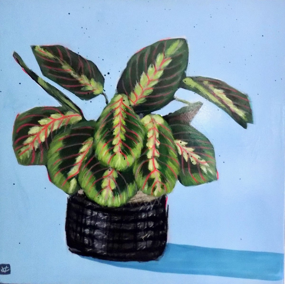 Plant painting called Maranta Fascinator by Victoria Coleman