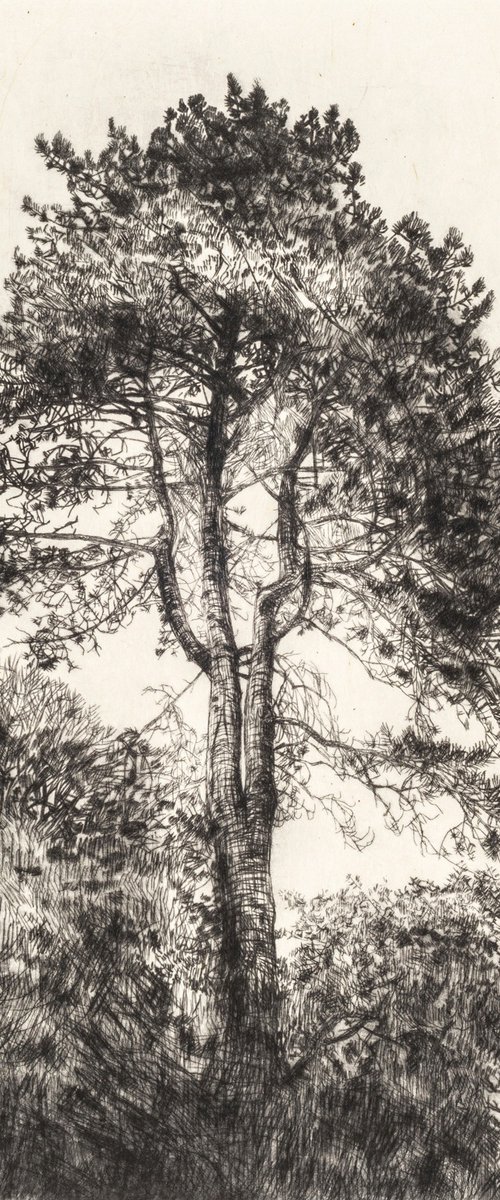 Greville Smyth Pine by Fiona Hamilton