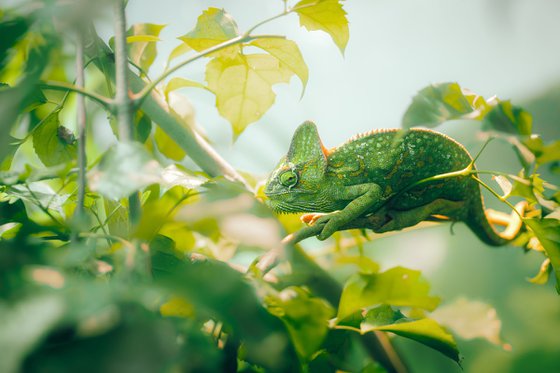 Camouflage