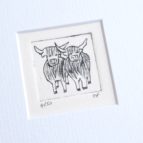 Mini framed two highland cows standing close