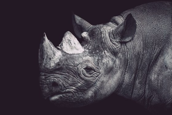 Rhino close portait