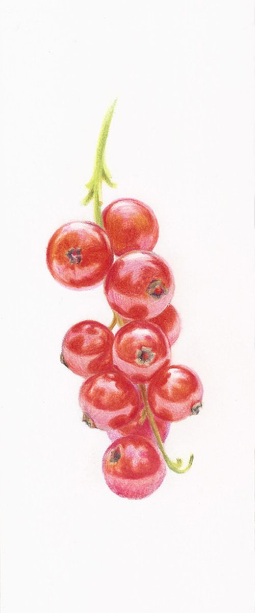 My Wild Berries as Bookmarks - The Red Currant by Katya Santoro