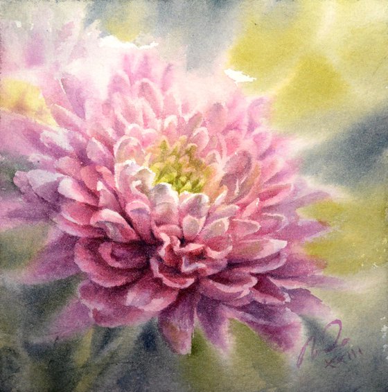 Chrysanthemum