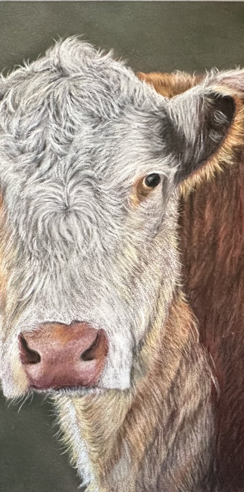 Hereford cow by Maxine Taylor