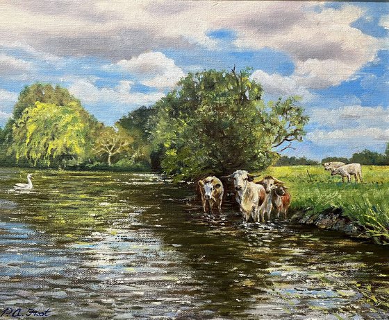 Longhorn Cattle on the Hampshire Avon