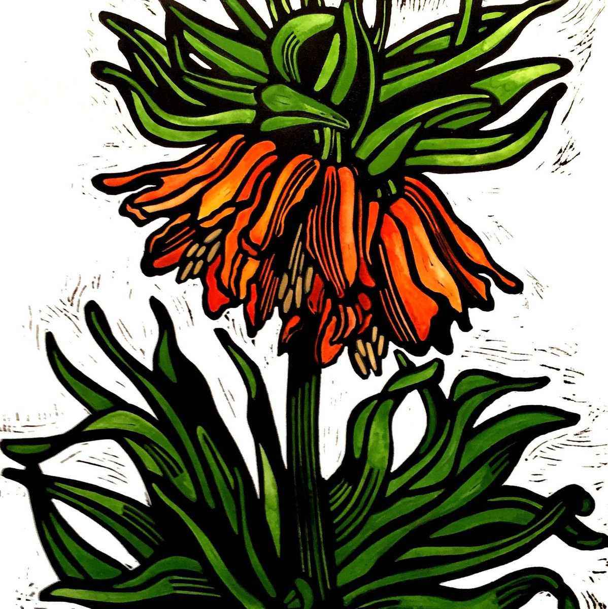 Crown Imperial Fritillaria by Laurel Macdonald