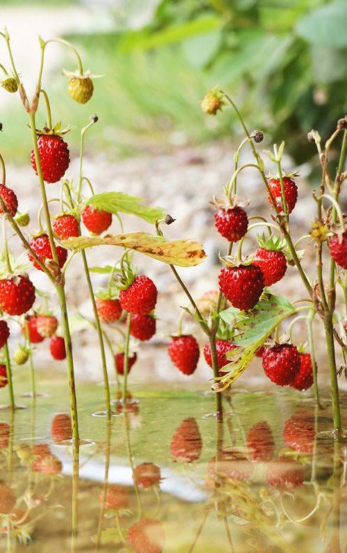 Wildberries in the river by Ruta UM