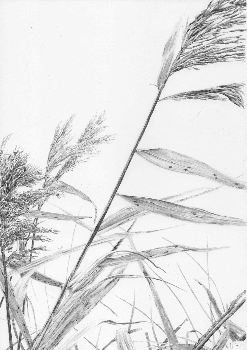 Reeds II by Ian Hedley