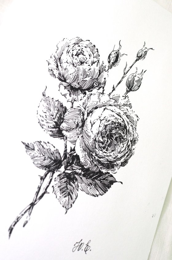 Ink David Austin Roses