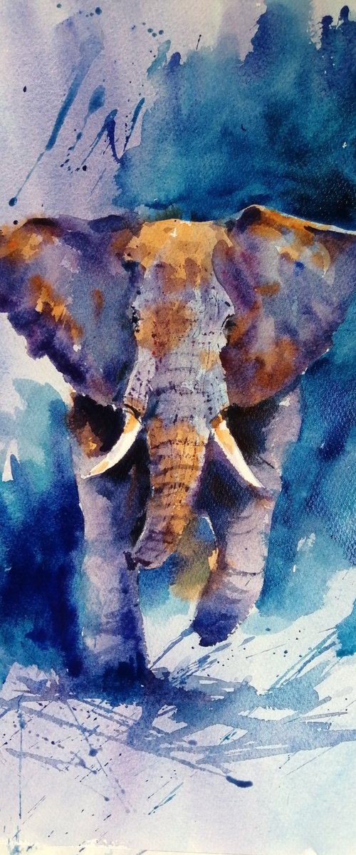 elephant 17 by Giorgio Gosti