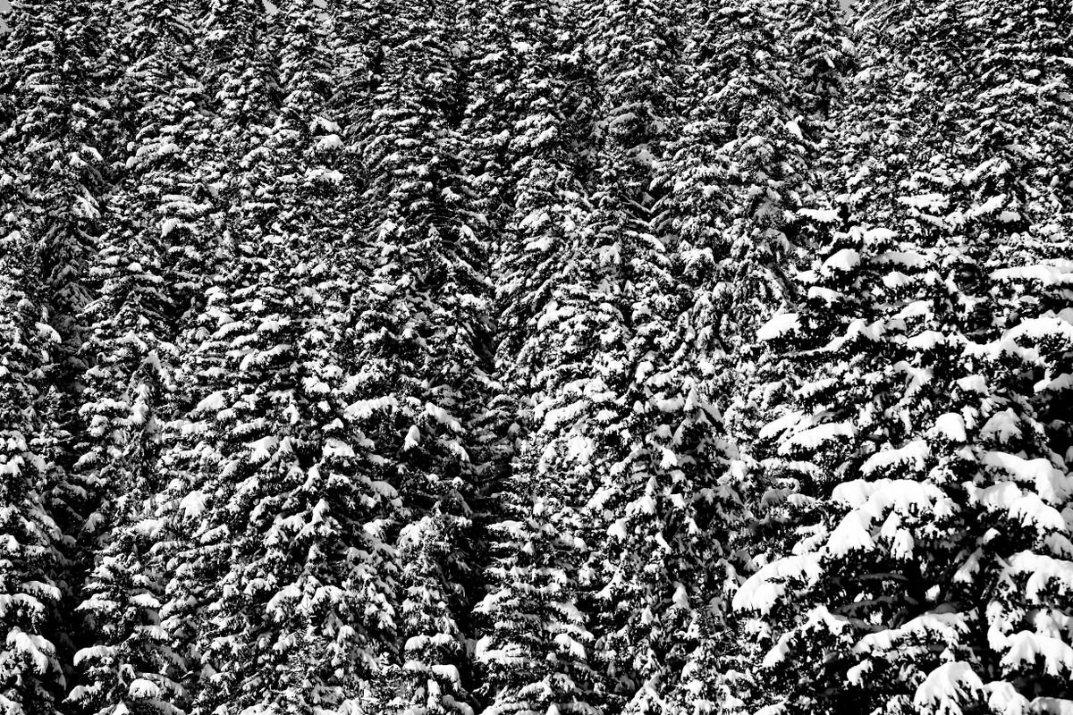 Fir Trees and Snow by Russ Witherington
