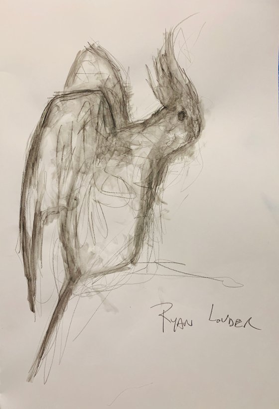 Cockatiel study on paper