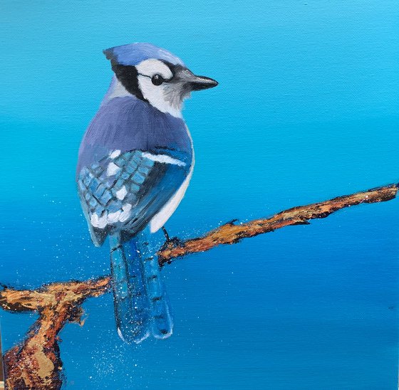 Young Blue Jay