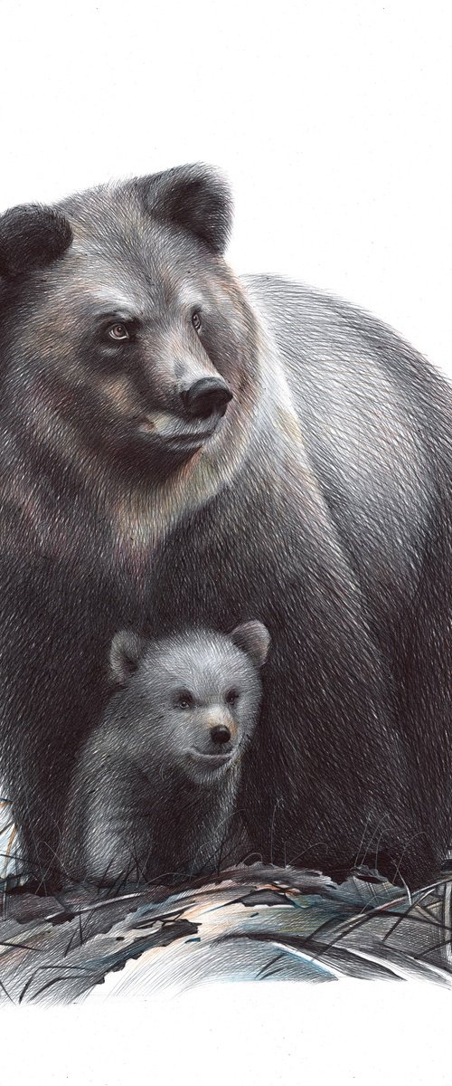 Bear by Daria Maier