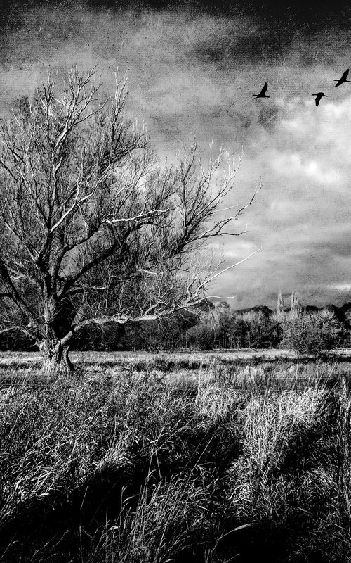 Tree and Birds... by Martin  Fry