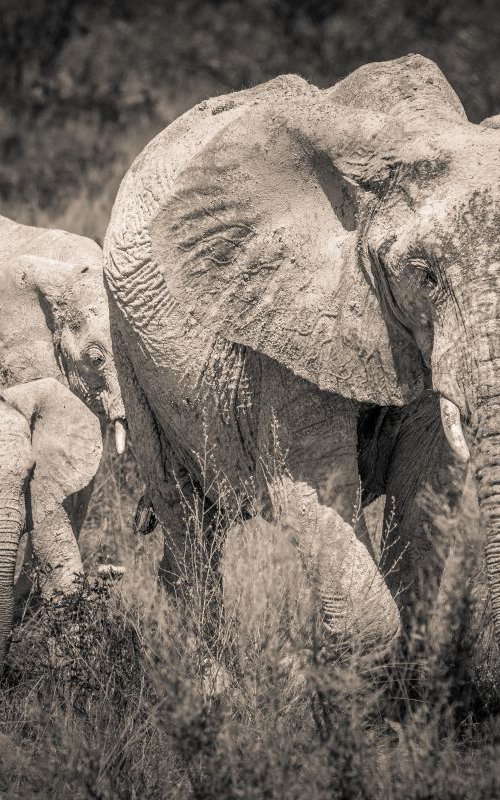 Etosha Elephants I by Kevin Standage