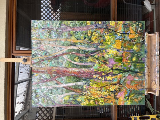 EUCALYPTS AND WATTLE