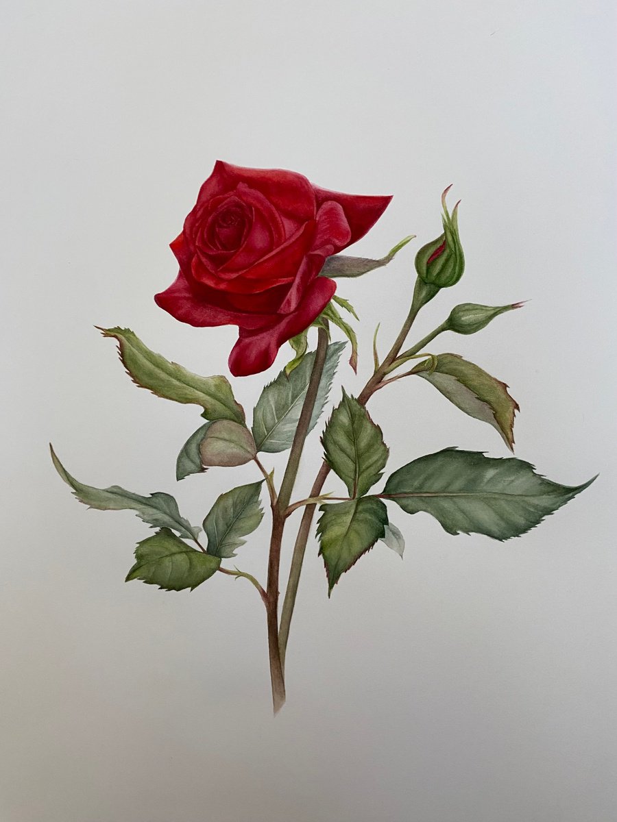 Photorealistic Watercolour , Red Rose Victory By Anna Lyashenko, 14 X 18, Artwork For Sale On Artfinder