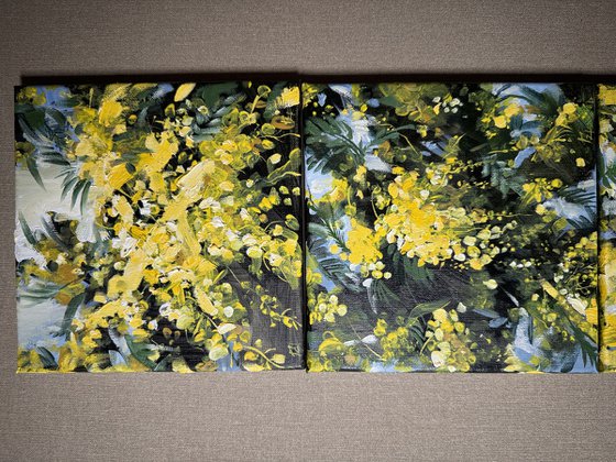 Mimosa triptych