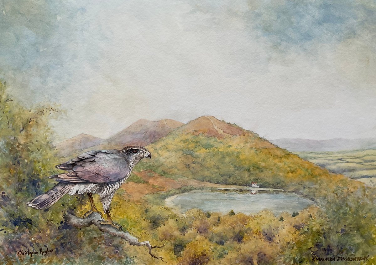 Illustrative Animal Watercolour By Christopher Hughes, 14 X 10, Malvern Sparrowhawk, Original Artwork