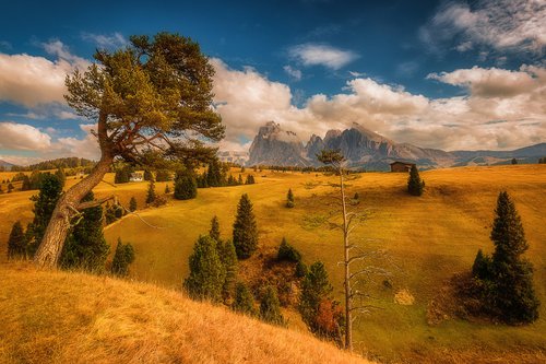 On a mountain meadow 1. by Kucera Martin