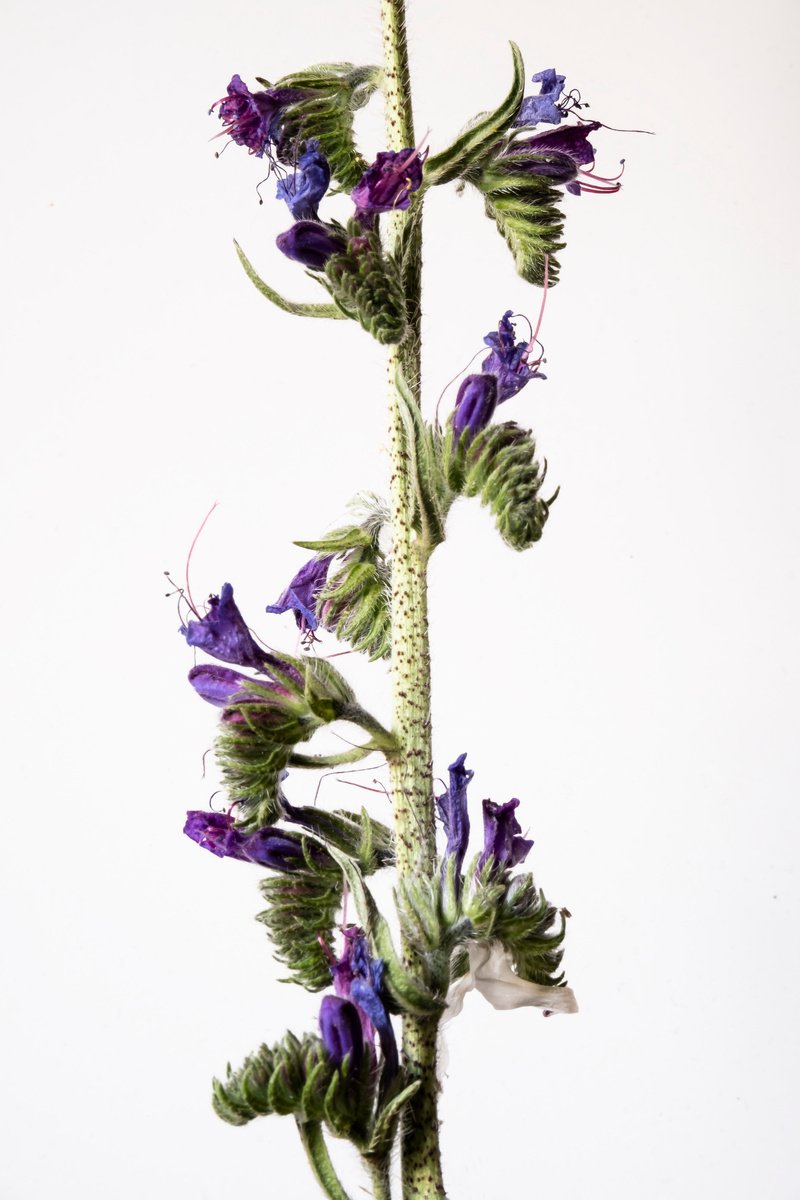 Photorealistic Botanical Photograph By Sandra Platas Hernandez, 12 X 17", Boraginaceae, Original Artwork